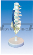 The model of relation between lumbosacral and spinal nerves